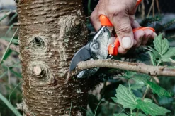 Original LÖWE Gartenhelfer<Classic Schere von