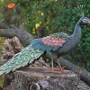 Ars mundi Alle Skulpturen|Garten<Gartenfigur »Pfau«