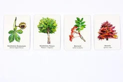 Kinder Laurence King Verlag Spiele Für Erwachsene|Spiele Für Kinder<Memo-Spiel »Bäume und ihre Blätter«