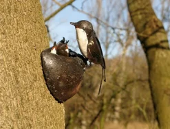 Ars mundi Gartendekoration|Alle Skulpturen<Schwalbennest