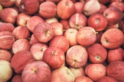 MOZERs Spirit Sondereditionen|Weißwein<ZEIT-Sonderedition »MOZERs Obstreise«